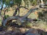 Click to enlarge Tjoritja / West MacDonnell National Park, Northern Territory, Australia.