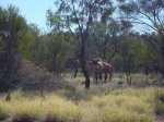 Click to enlarge Tjoritja / West MacDonnell National Park, Northern Territory, Australia. Camels