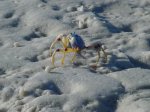 Whitsunday Islands National Park, Queensland, Australia. Crab