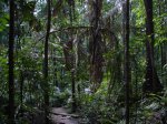 Daintree National Park, Queensland, Australia. 