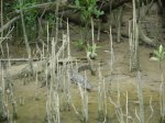 Daintree National Park, Queensland, Australia. 