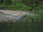 Daintree National Park, Queensland, Australia. 