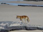 Click to enlarge Great Sandy National Park - Fraser Island, Queensland, Australia. A Dingo