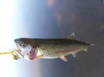 Moonshine Lake Provincial Park, Alberta, Canada. Another great day of fishing.
