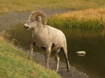 Click to enlarge Peter Lougheed Provincial Park, Alberta, Canada. Big Horn Sheep at Peter Lougheed Provincial Park