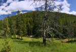 Lynx Creek Provincial Recreation Area, Alberta, Canada. The day-use area sits just below the entrance to the River Loop. The river is just behind the treeline.