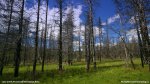 Lynx Creek Provincial Recreation Area, Alberta, Canada. 