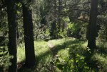 Click to enlarge Oldman River Provincial Recreation Area, Alberta, Canada. There are several paths to the river at Oldman River Campground