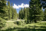 Livingstone Falls Provincial Recreation Area, Alberta, Canada. The campground is about 30 metres off the road along a graded gravel road.