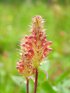 Click to enlarge Banff National Park, Alberta, Canada. Indian Paintbrush, Meadow Flowers