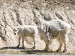 Click to enlarge Jasper National Park, Alberta, Canada. Mountain Goat Mom and Baby during the spring shedding season