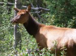 Click to enlarge Jasper National Park, Alberta, Canada. Female Elk