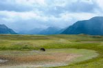 Click to enlarge Waterton Lakes National Park, Alberta, Canada. Bison Paddock near Waterton National Park