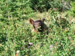 Click to enlarge Waterton Lakes National Park, Alberta, Canada. Wildlife at Waterton