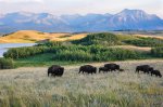 Click to enlarge Waterton Lakes National Park, Alberta, Canada. Near by Waterton Lake National Park is a Bison Paddock that you can drive your car through and visit the heard of Bison. Check ahead for sometimes this area is closed. It is meant to hold bison in Alberta before being sent to other parks.