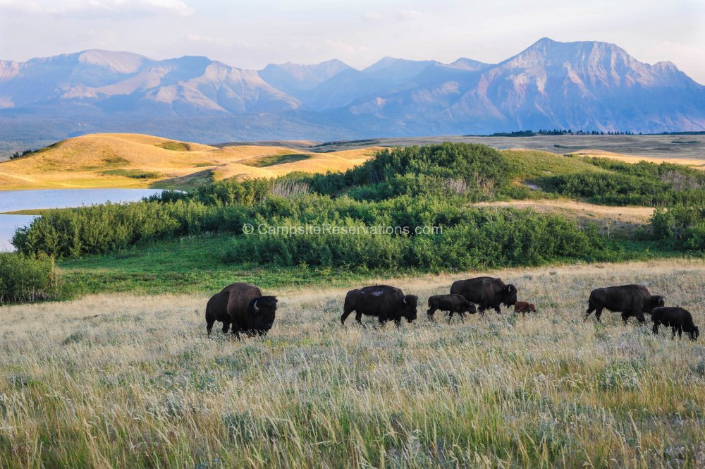 Waterton Lakes National Park, Alberta, Canada