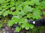 Click to enlarge Glacier National Park, British Columbia, Canada. large leaves at Hemlock Grove walk