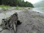 Blanket Creek Provincial Park, British Columbia, Canada. sandy beach lakeside