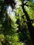 Carmanah Walbran Provincial Park, British Columbia, Canada. Hiking trail in Carmanah Walbran Provincial Park.  