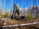 Click to enlarge Kootenay National Park, British Columbia, Canada. After math of an old forest fire at Marble Canyon