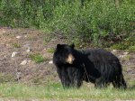 Click to enlarge Kootenay National Park, British Columbia, Canada. Black bear on side of road in Park