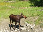 Click to enlarge Kootenay National Park, British Columbia, Canada. female moose on side of road in park