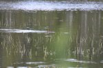 Click to enlarge Fundy National Park, New Brunswick, Canada. Beavers on Laverty POnd