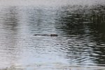 Click to enlarge Fundy National Park, New Brunswick, Canada. Beavers on Laverty Pond