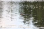 Click to enlarge Fundy National Park, New Brunswick, Canada. Beavers on Laverty Pond