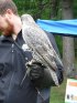 Pinehurst Lake Conservation Area, Ontario, Canada. Amazing bird