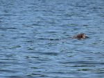 Beaver on Mayflower lake.