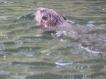 Beaver on Mayflower lake