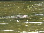 Beaver on Mayflower lake