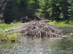 Beaver on Mayflower lake