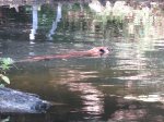 Beaver on Mayflower lake