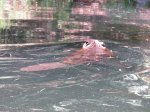Beaver on Mayflower lake