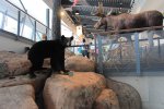 Killbear Provincial Park, Ontario, Canada. Displays at visitor centre