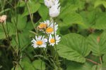 Killbear Provincial Park, Ontario, Canada. Gardens outside visitor centre
