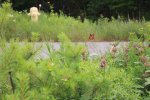 Killbear Provincial Park, Ontario, Canada. Gardens outside visitor centre