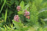Killbear Provincial Park, Ontario, Canada. Gardens outside visitor centre