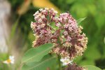 Killbear Provincial Park, Ontario, Canada. gardens outside visitor centre