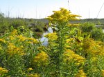 MacGregor Point Provincial Park, Ontario, Canada. Along Tower Trail