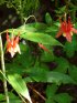 Click to enlarge MacGregor Point Provincial Park, Ontario, Canada. Aquilegia canadensis taken along Tower Trail