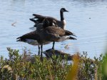MacGregor Point Provincial Park, Ontario, Canada. Canada Geese on Tower Trail