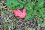 MacGregor Point Provincial Park, Ontario, Canada. Fall leaves