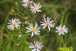 MacGregor Point Provincial Park, Ontario, Canada. Flowers along park roads