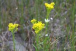MacGregor Point Provincial Park, Ontario, Canada. Flowers along roadway