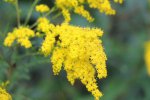 MacGregor Point Provincial Park, Ontario, Canada. Flowers along roadway
