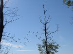 MacGregor Point Provincial Park, Ontario, Canada. Geese flying in over marsh