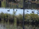 MacGregor Point Provincial Park, Ontario, Canada. Geese in marsh